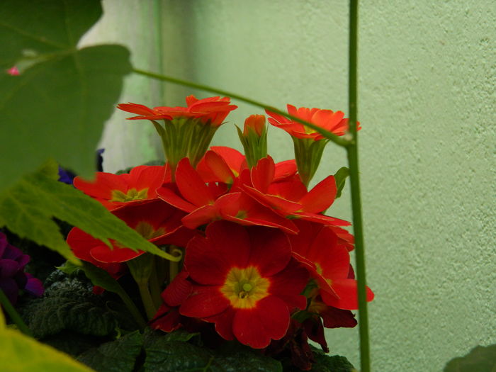 DSCN8413 - 2016 FEBRUARIE