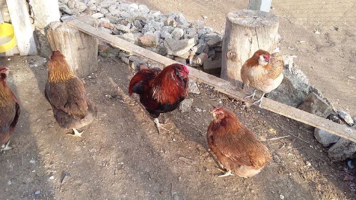 cocos araucana 08-02-16 008