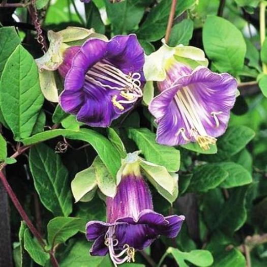 COBAEA SCANDENS VIOLET - VANDUT - 2016 Seminte LEGUME DEOSEBITE de VANZARE