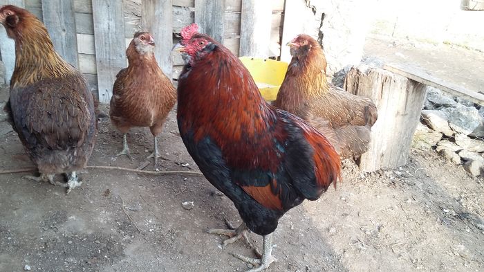 cocos araucana 08-02-16 038