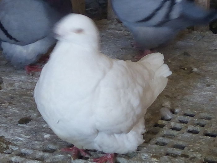 F-2011 - 2-AMERICAN GIANT HOMER