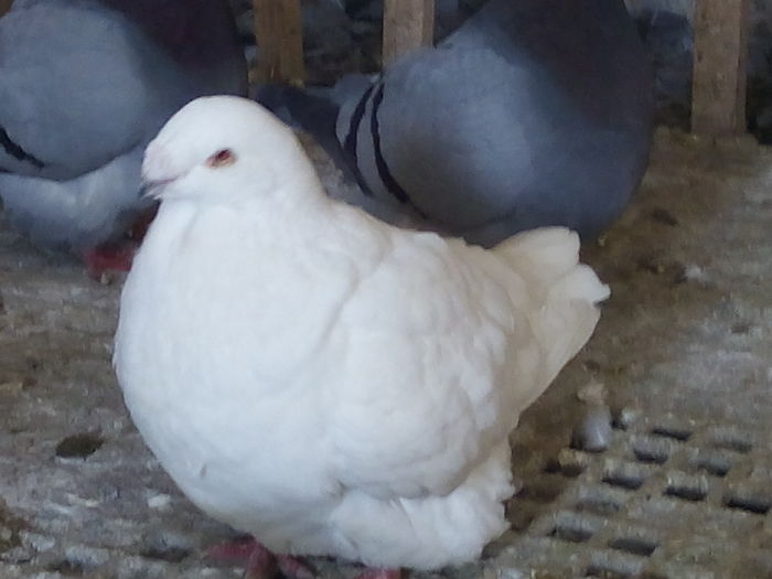 F-2011 - 2-AMERICAN GIANT HOMER