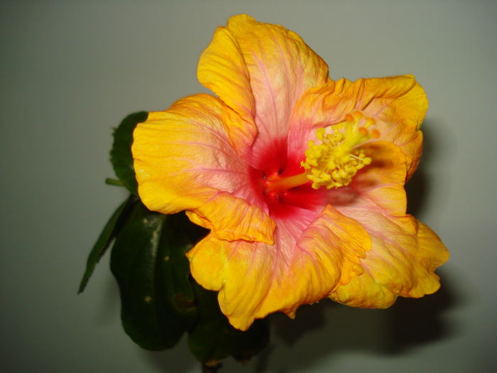 DSC04576 - Hibiscus Amanda Dubin