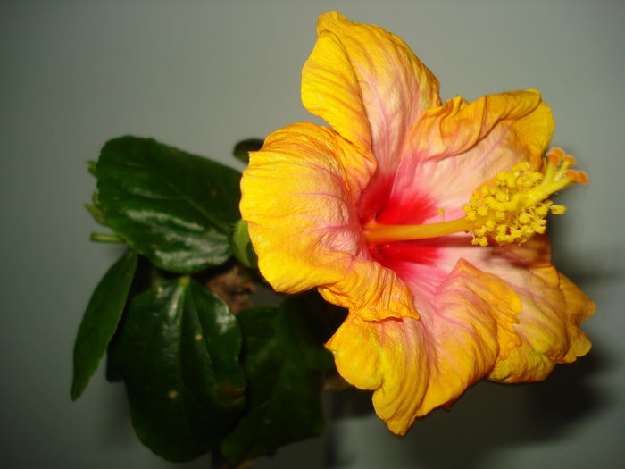 DSC04577 - Hibiscus Amanda Dubin