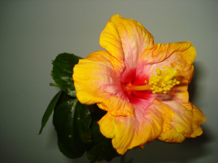 DSC04578 - Hibiscus Amanda Dubin