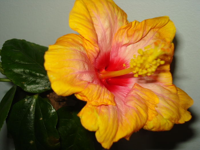 DSC04580 - Hibiscus Amanda Dubin