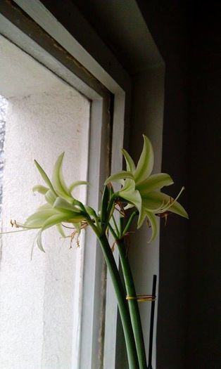 12714177_1251359978223776_1099327821_n - Amaryllis 2016