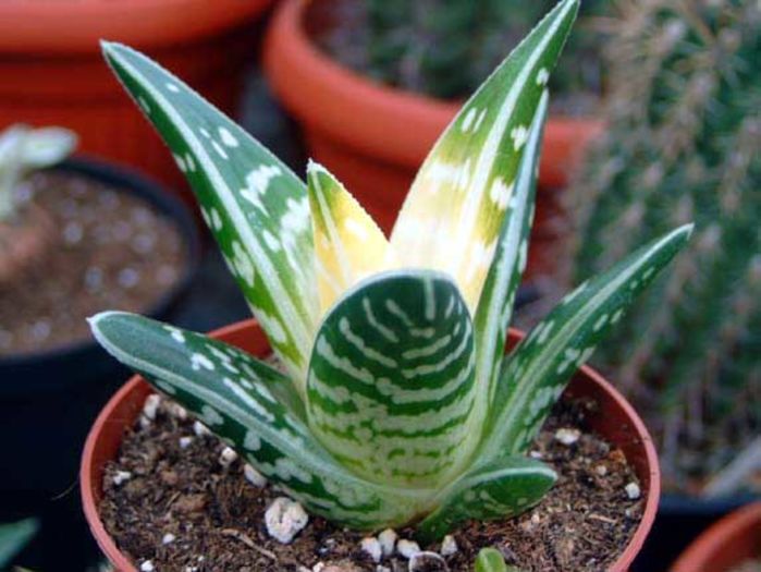 Aloe-variegata; 12 lei
