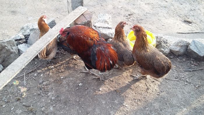 cocos araucana 08-02-16 051