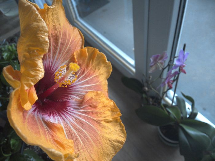 WIN_20160214_100358 - 0Hibiscus in colectie infloriti