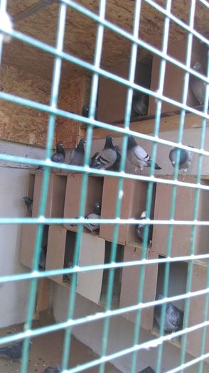 IMAG1839 - Voliera 2015