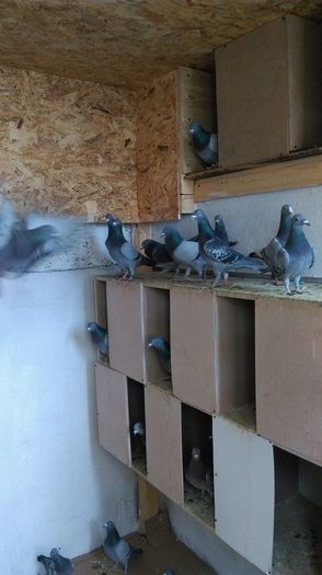 IMAG1835 - Voliera 2015