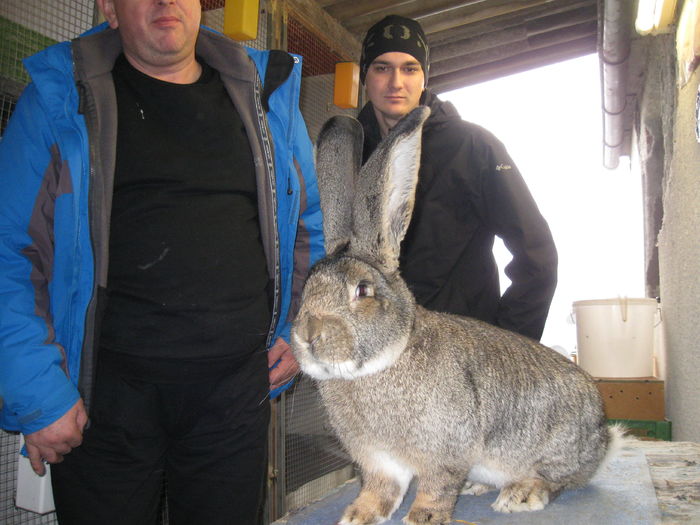 Dan Loghina la Knoll franz - vizita crescatoriilor de iepuri oradea