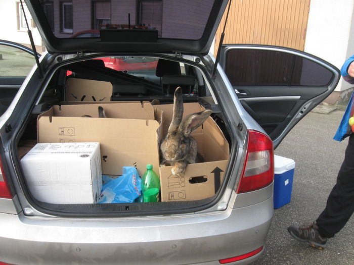 a-si ea ramas bun de la Franz