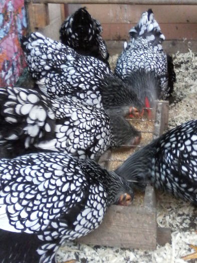 IMG_20160213_125546 - WYANDOTTE ARGINTIU 2015-2016