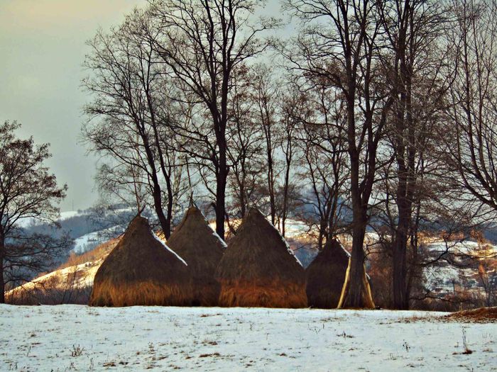 DSC03839 - Iarna 2016
