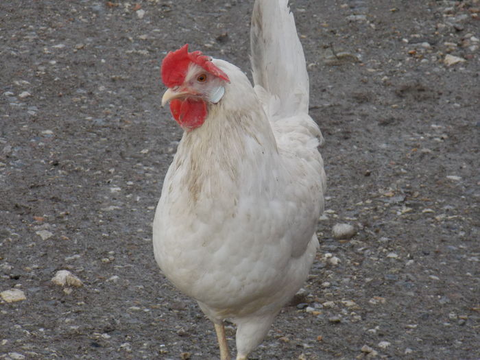 Italiana alba gaina