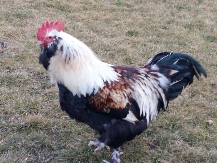 Achizitii camp european Germania