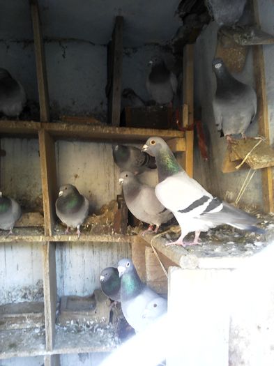 IMG_20160209_084219_1