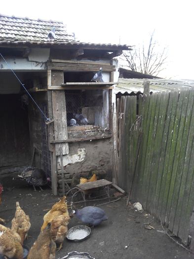 IMG_20160210_084040 - porumbeii unchiului