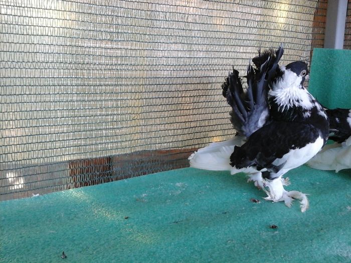 F 2015, matca - au fost VANDUTI