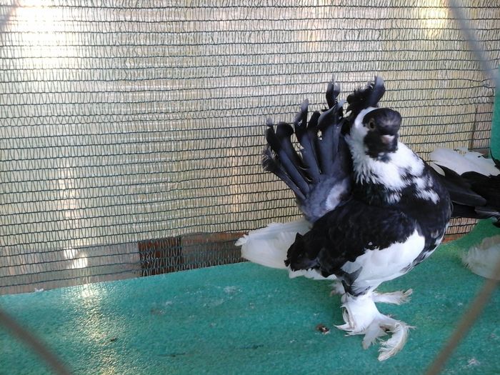 F 2015 - au fost VANDUTI