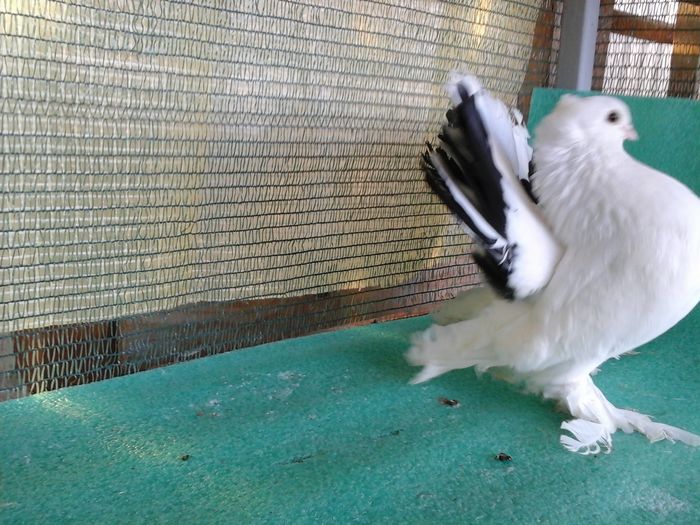 M 2014, matca - au fost VANDUTI