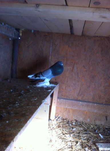 12714245_917465254990009_2123490570_n