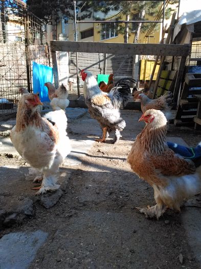 IMG_20160212_111034 - Brahma Somon