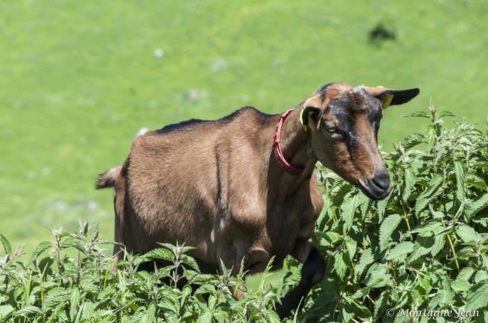 Alpina la urzici - Rase de oi si capre poze deosebite 10