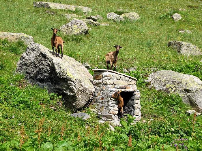 Alpinele la inaltime-8fg - Rase de oi si capre poze deosebite 10