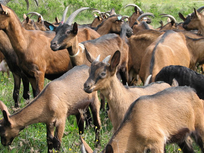 Alpinele multe si frumoase-7 - Rase de oi si capre poze deosebite 10