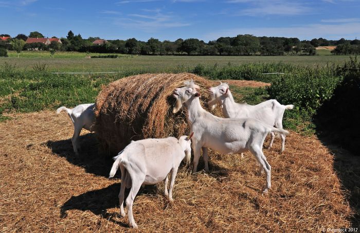 Caprele la paie - Rase de oi si capre poze deosebite 10