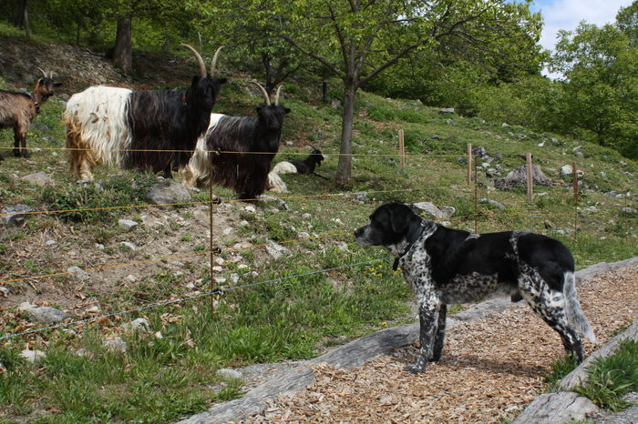 Caprele Walliser la pascut-k6 - Rase de oi si capre poze deosebite 10