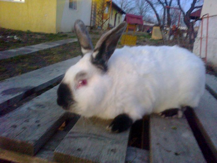 Mascul 1 Calif - VI IEPURI DE VANZARE 2016