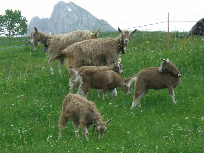 Toggenburg cu iezi - Rase de oi si capre poze deosebite 10
