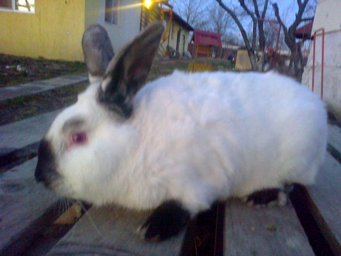 Mascul 1 Califo - VI IEPURI DE VANZARE 2016