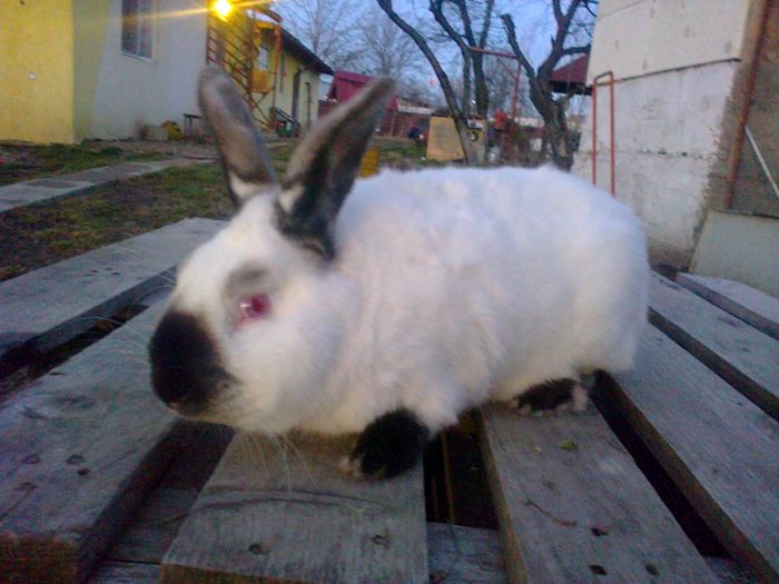 Masc Calif 1 - VI IEPURI DE VANZARE 2016