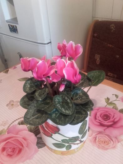 20160214_133127 - CYCLAMEN 2016