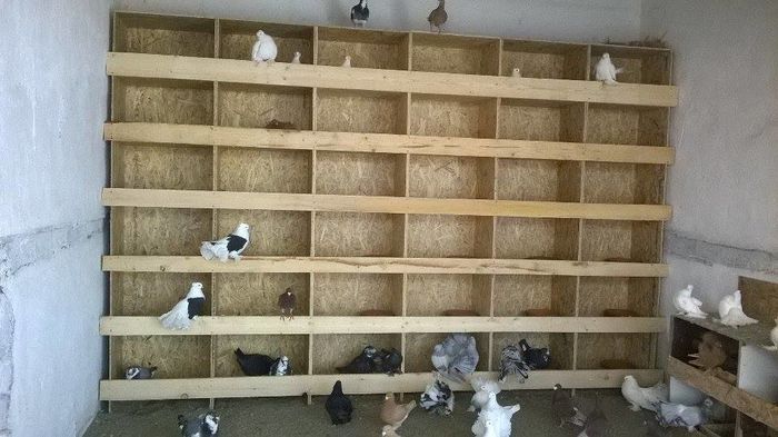 12325434_1048555418535207_1893129115_n