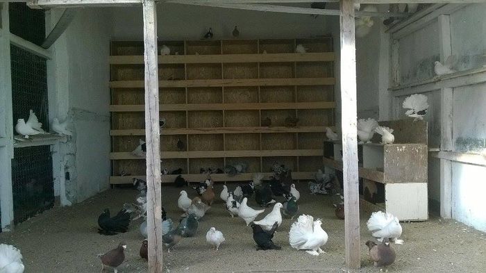 12746037_1048555601868522_218197150_n