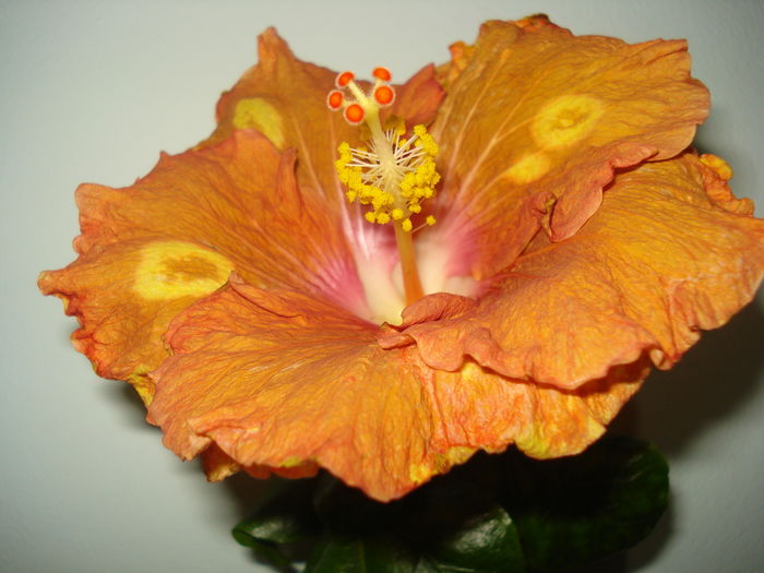 DSC04586 - Hibiscus Little Special