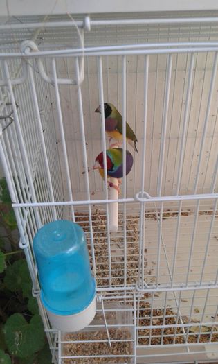 20160214_170116 - Gould Amandina 2016