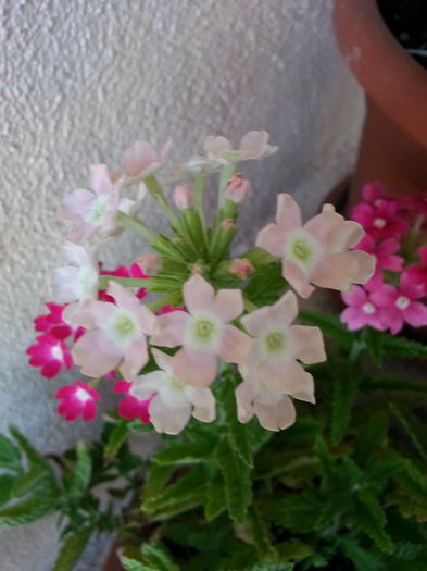 20150729_180006 - AMESTECATE IULIE -SEPT 2015