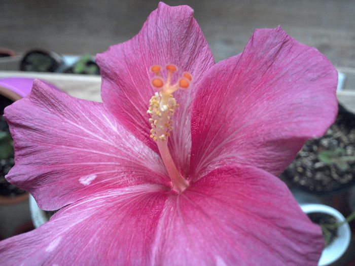 WIN_20160214_113454 - Rosa Joyal