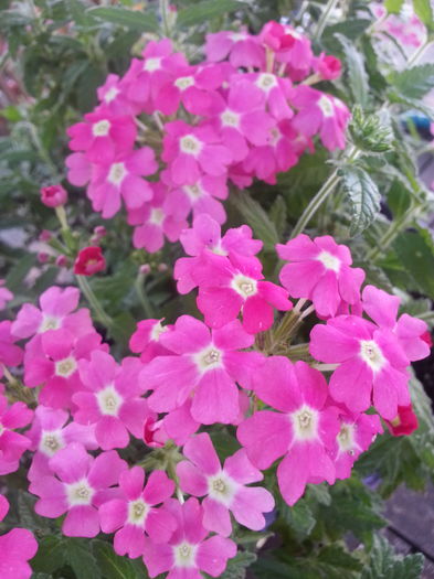 20150828_111404