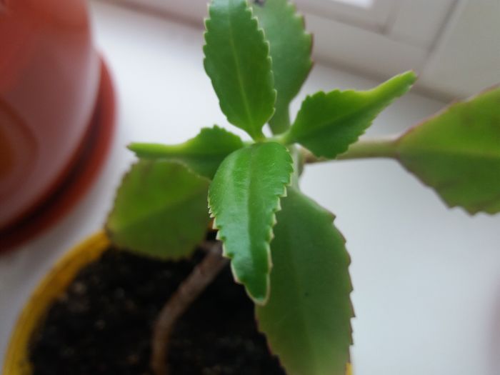 20160128_111629 - Kalanchoe daigremontiana