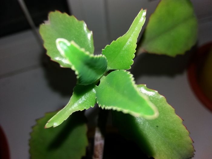 20160127_202605 - Kalanchoe daigremontiana