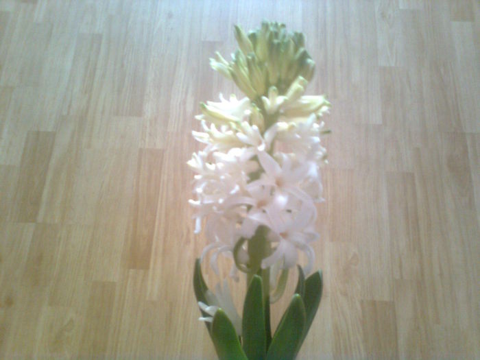  - Florile primaveri -2015 -2016 - 2017