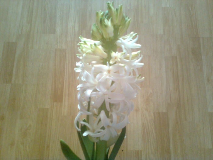  - Florile primaveri -2015 -2016 - 2017